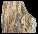 Colorful Petrified Wood Slab - Madagascar #51271-2